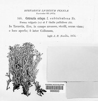 Cetraria ericetorum image